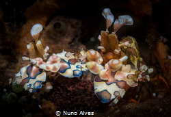 Hymenocera picta by Nuno Alves 